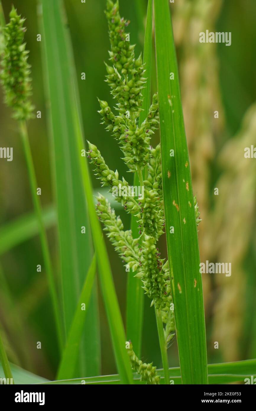 Echinochola crossgalli (également appelé Echinochloa crus-galli, Cockspur) avec un fond naturel. Cette herbe est soumise à la maladie des taches brunes Banque D'Images