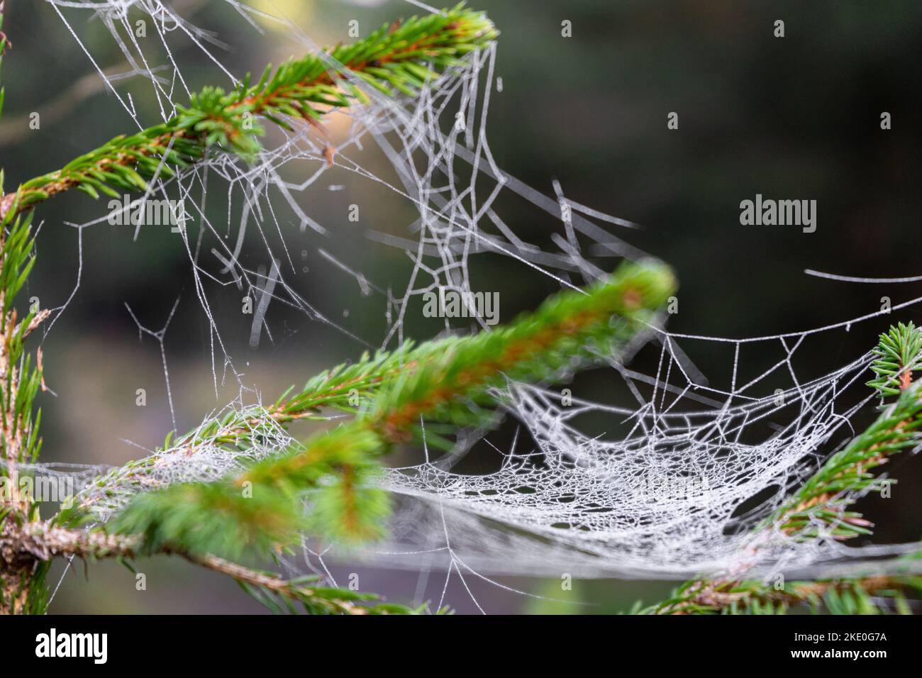Belle photo en gros plan d'une toile d'araignée humide accrochée dans un arbre Banque D'Images