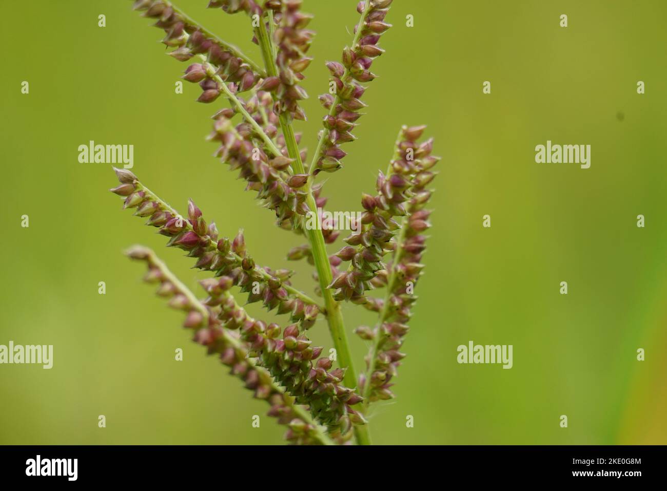 Echinochola crossgalli (également appelé Echinochloa crus-galli, Cockspur) avec un fond naturel. Cette herbe est soumise à la maladie des taches brunes Banque D'Images