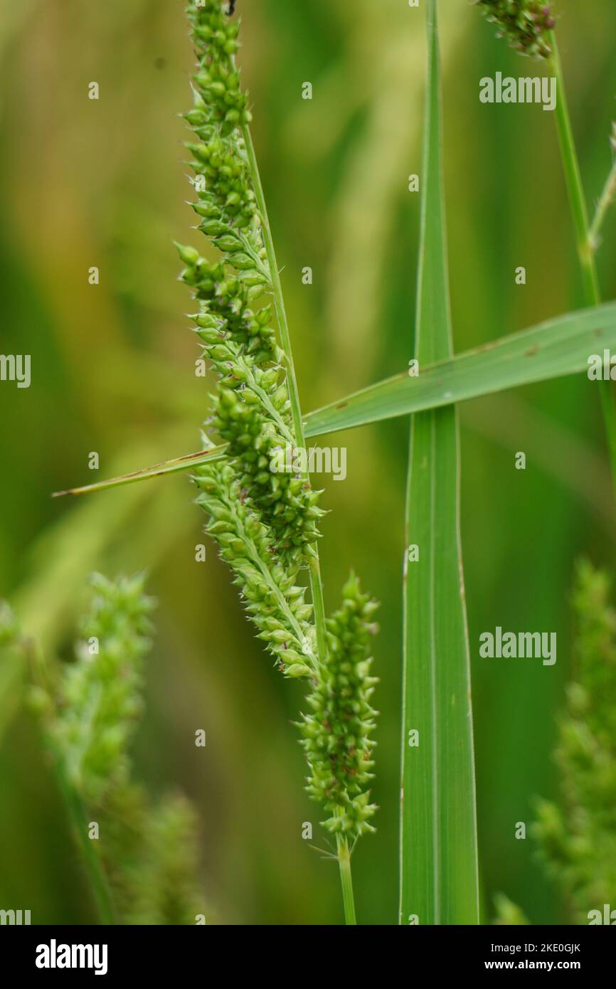 Echinochola crossgalli (également appelé Echinochloa crus-galli, Cockspur) avec un fond naturel. Cette herbe est soumise à la maladie des taches brunes Banque D'Images