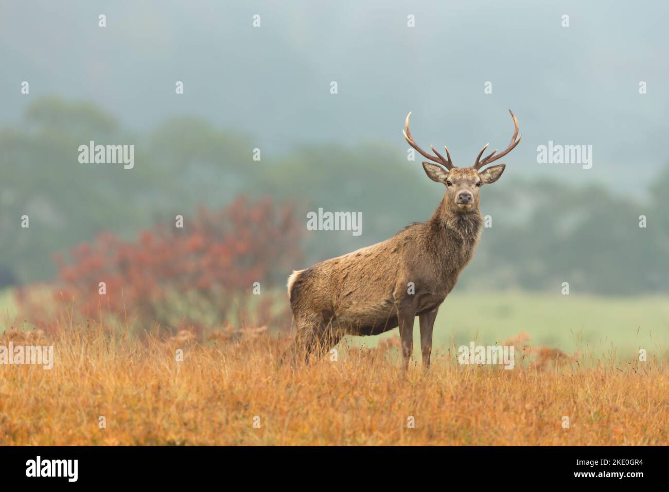 Une belle et majestueuse alerte de cerf rouge et face à l'automne, Strathconon Estate, Scottish Highlands. Nom scientifique: Cervus elaphus. Bba flou Banque D'Images