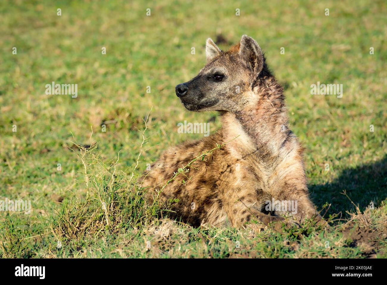 Spotted Hyena, Crocuta crocuta, réserve nationale de Masai Mara, Kenya, Afrique de l'est Banque D'Images
