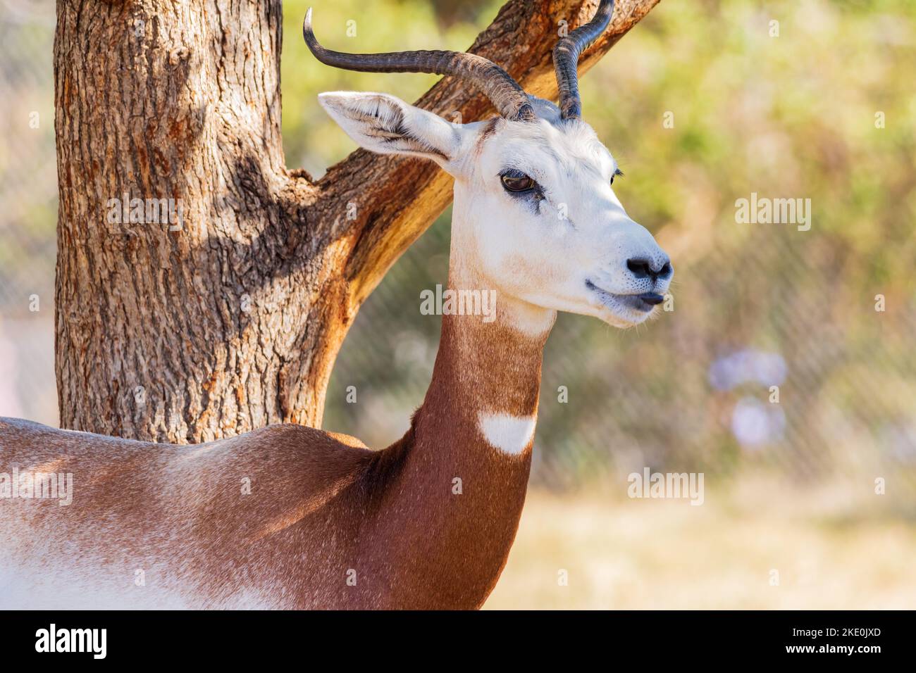 Gros plan de la jolie gazelle Dama de l'Oklahoma Banque D'Images