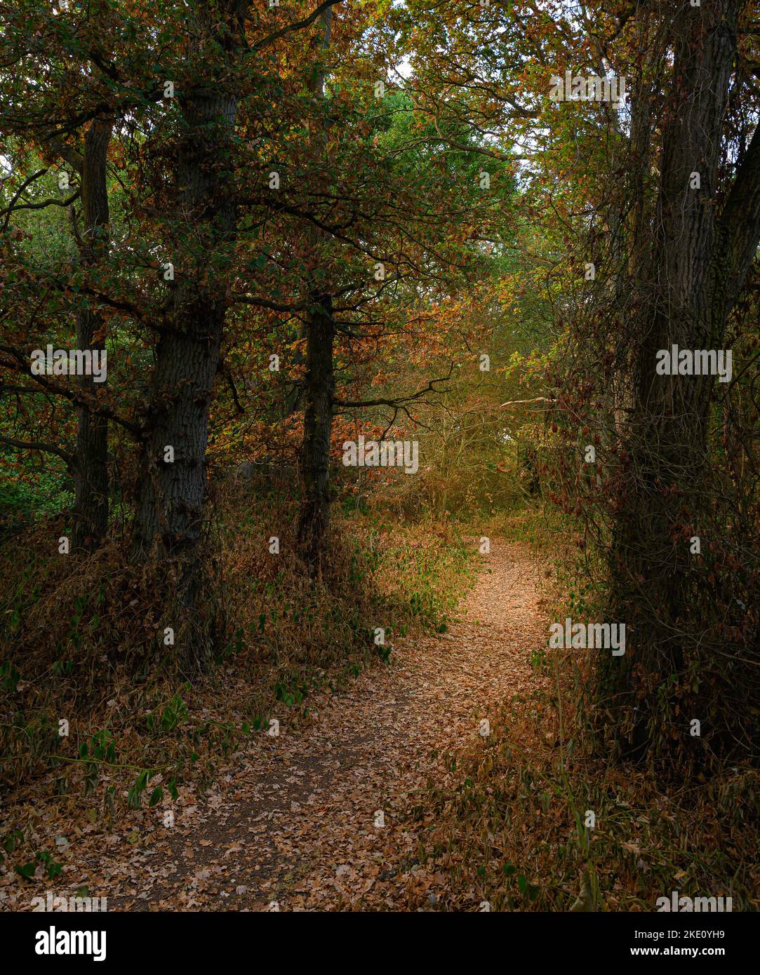Lever de soleil capturé dans les bois de Donyland, Colchester, Essex. Lumière du matin qui brille à travers les arbres. Banque D'Images