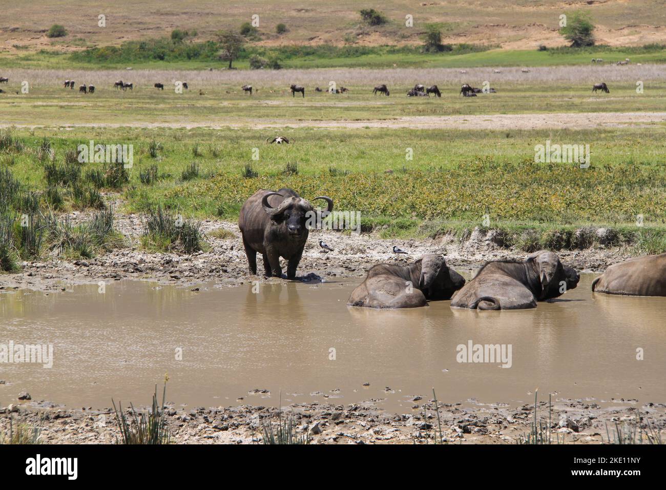 La zone de conservation du cratère de Ngorongoro avec trois buffalos de cap dans un étang boueux, deux couchés et un debout. Banque D'Images