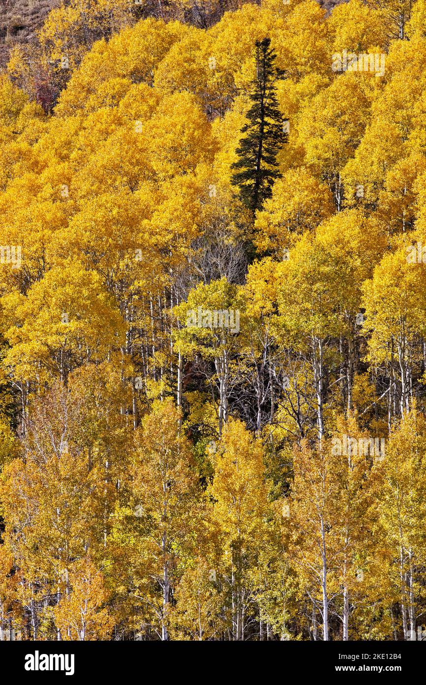 Le peuplier faux-tremble d'or d'automne est une foule de jaune autour d'un arbre à feuilles persistantes dans un écran couleur d'automne le long de la Highway 89 dans l'Utah, aux États-Unis, dans un paysage vertical Banque D'Images