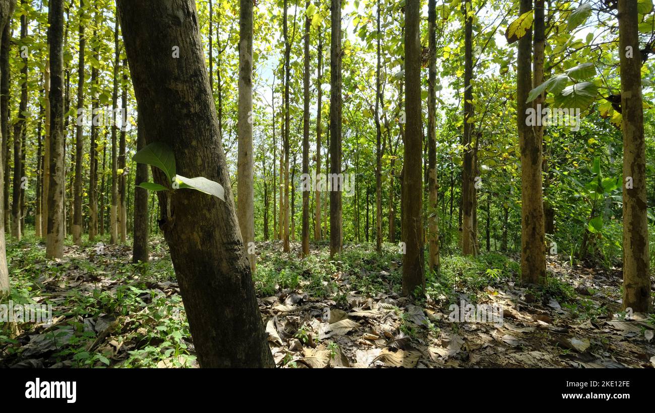 Le bois de teck est souvent utilisé pour la fabrication de meubles en raison de la qualité du bois qui est solide et durable Banque D'Images