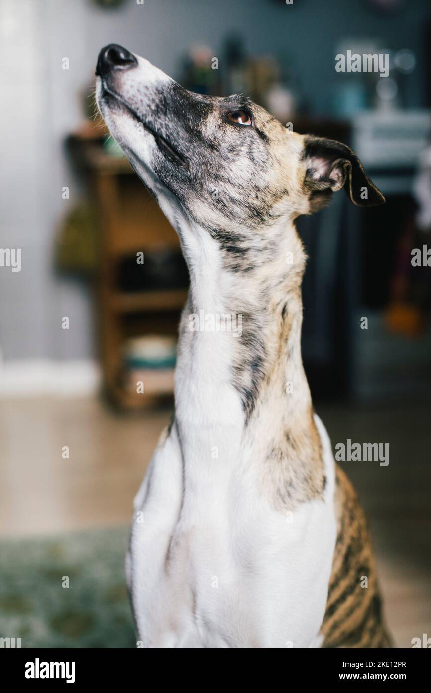 Gros plan d'un chien regardant à la maison Banque D'Images