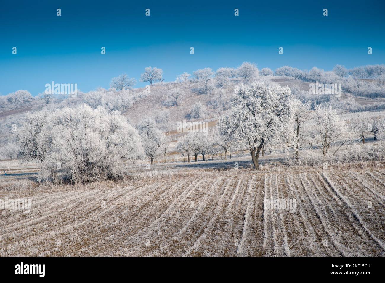 Paysage d'hiver avec gel de hore sur les arbres et les fieds. Photo prise dans la région de Rosalia, au Burgenland, en Autriche. Banque D'Images