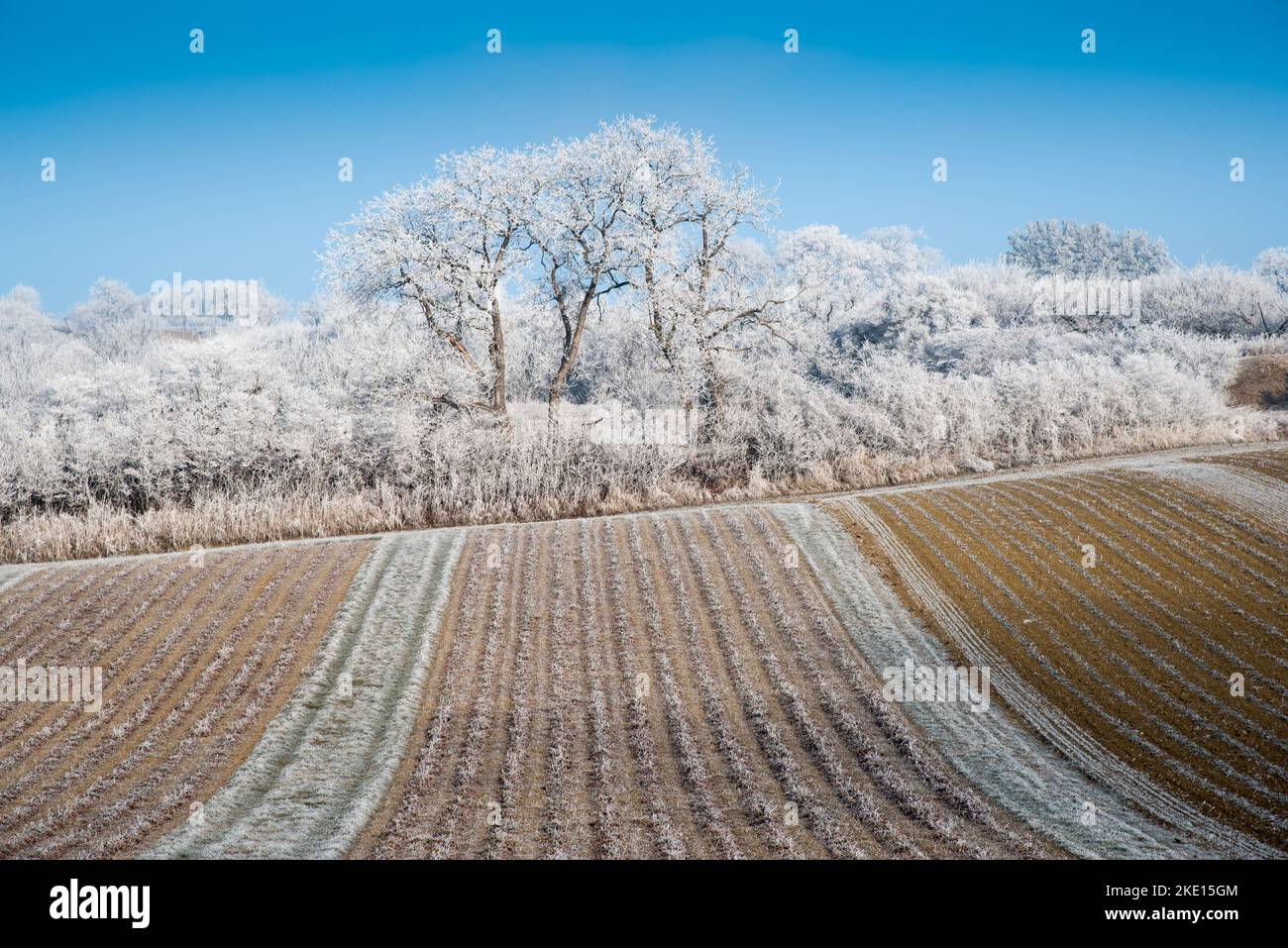 Paysage d'hiver avec gel de hore sur les arbres et les fieds. Photo prise dans la région de Rosalia, au Burgenland, en Autriche. Banque D'Images