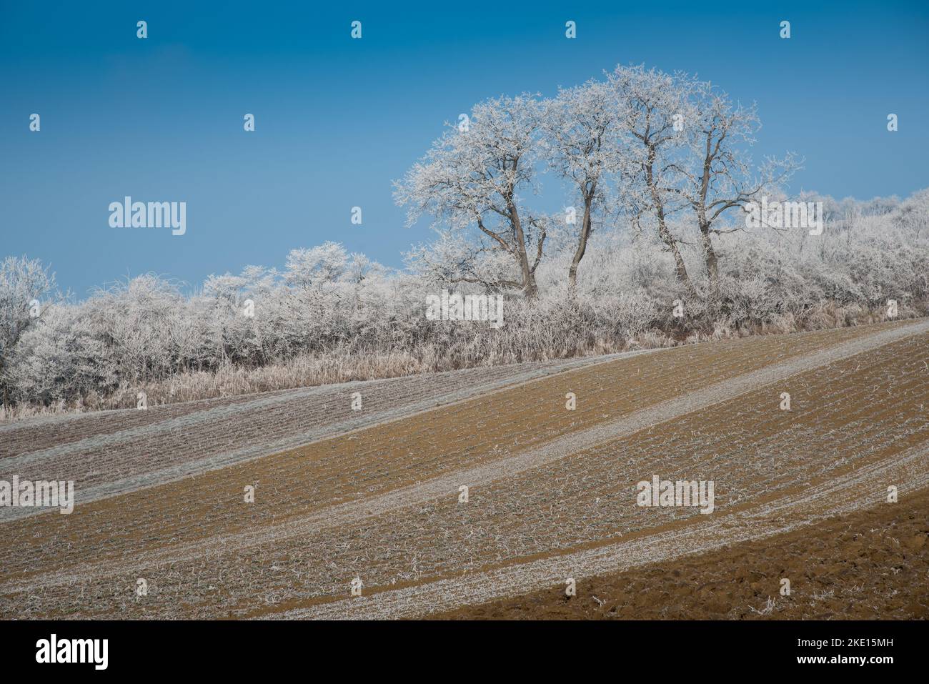Paysage d'hiver avec gel de hore sur les arbres et les fieds. Photo prise dans la région de Rosalia, au Burgenland, en Autriche. Banque D'Images