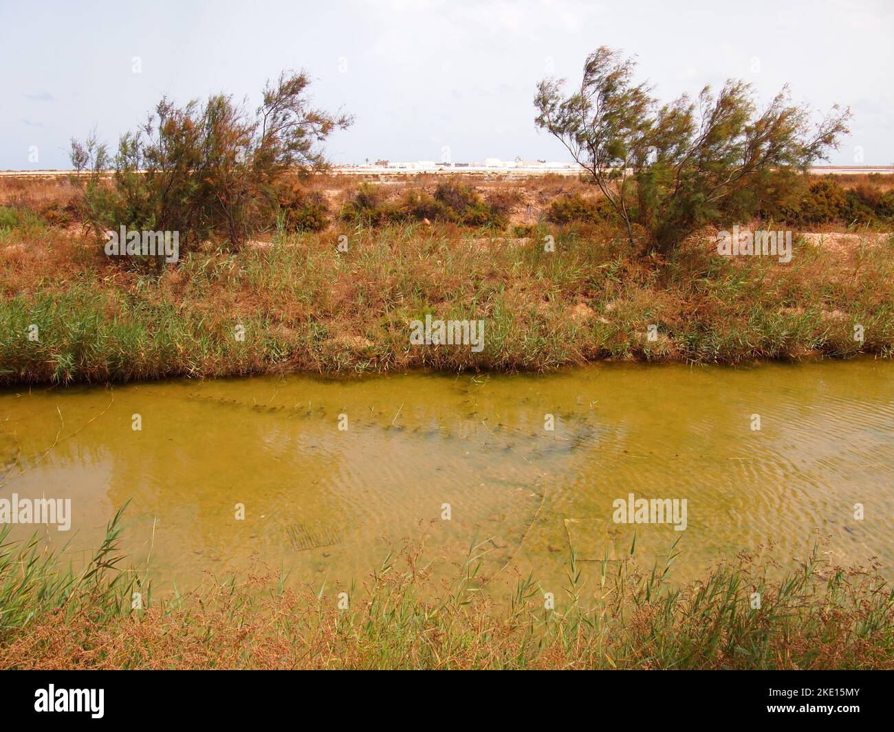 Réserve régionale de las Salinas y Arenales de San Pedro del Pinatar (région de Murcie, Royaume d'Espagne) Banque D'Images