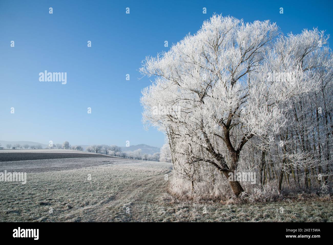 Paysage d'hiver avec gel de hore sur les arbres et les fieds. Photo prise dans la région de Rosalia, au Burgenland, en Autriche. Banque D'Images