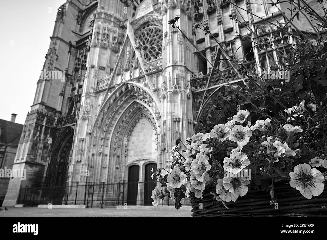 Fleurs surfinia fleuries en face de la cathédrale historique de Troyes, France, monochrome Banque D'Images