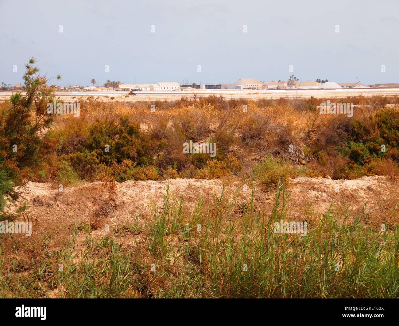 Réserve régionale de las Salinas y Arenales de San Pedro del Pinatar (région de Murcie, Royaume d'Espagne) Banque D'Images