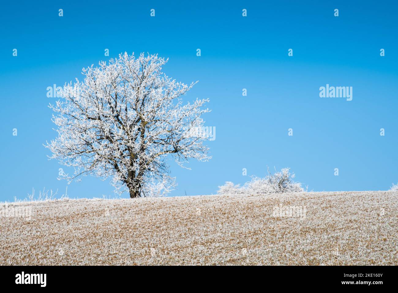 Paysage d'hiver avec gel de hore sur les arbres et les fieds. Photo prise dans la région de Rosalia, au Burgenland, en Autriche. Banque D'Images
