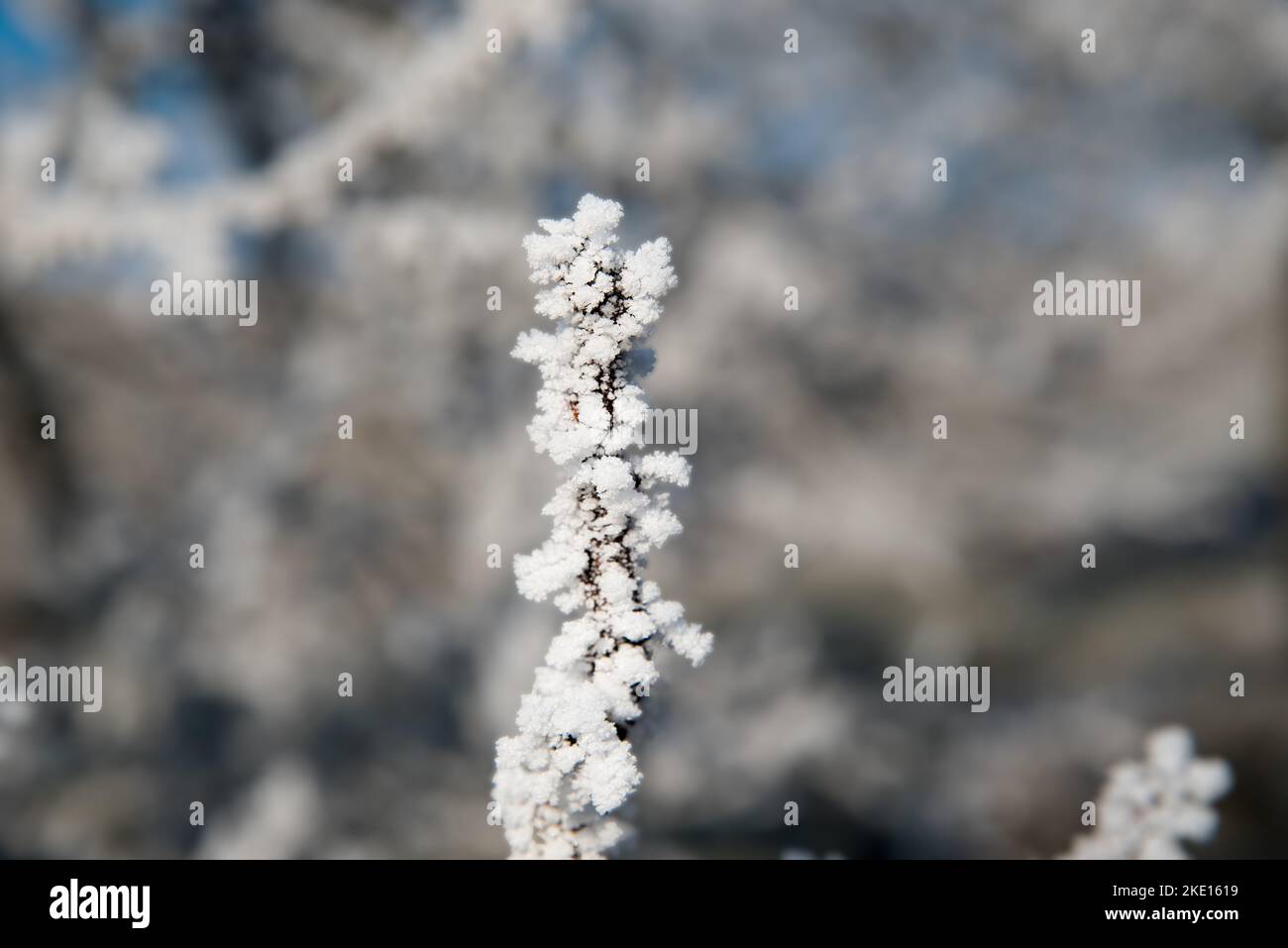 Brindilles surgelées d'un cerisier. Photo prise dans la région de Rosalia, au Burgenland, en Autriche. Banque D'Images