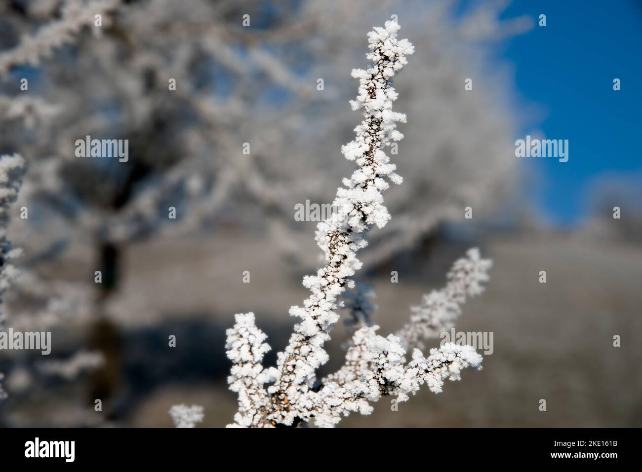 Brindilles surgelées d'un cerisier. Photo prise dans la région de Rosalia, au Burgenland, en Autriche. Banque D'Images