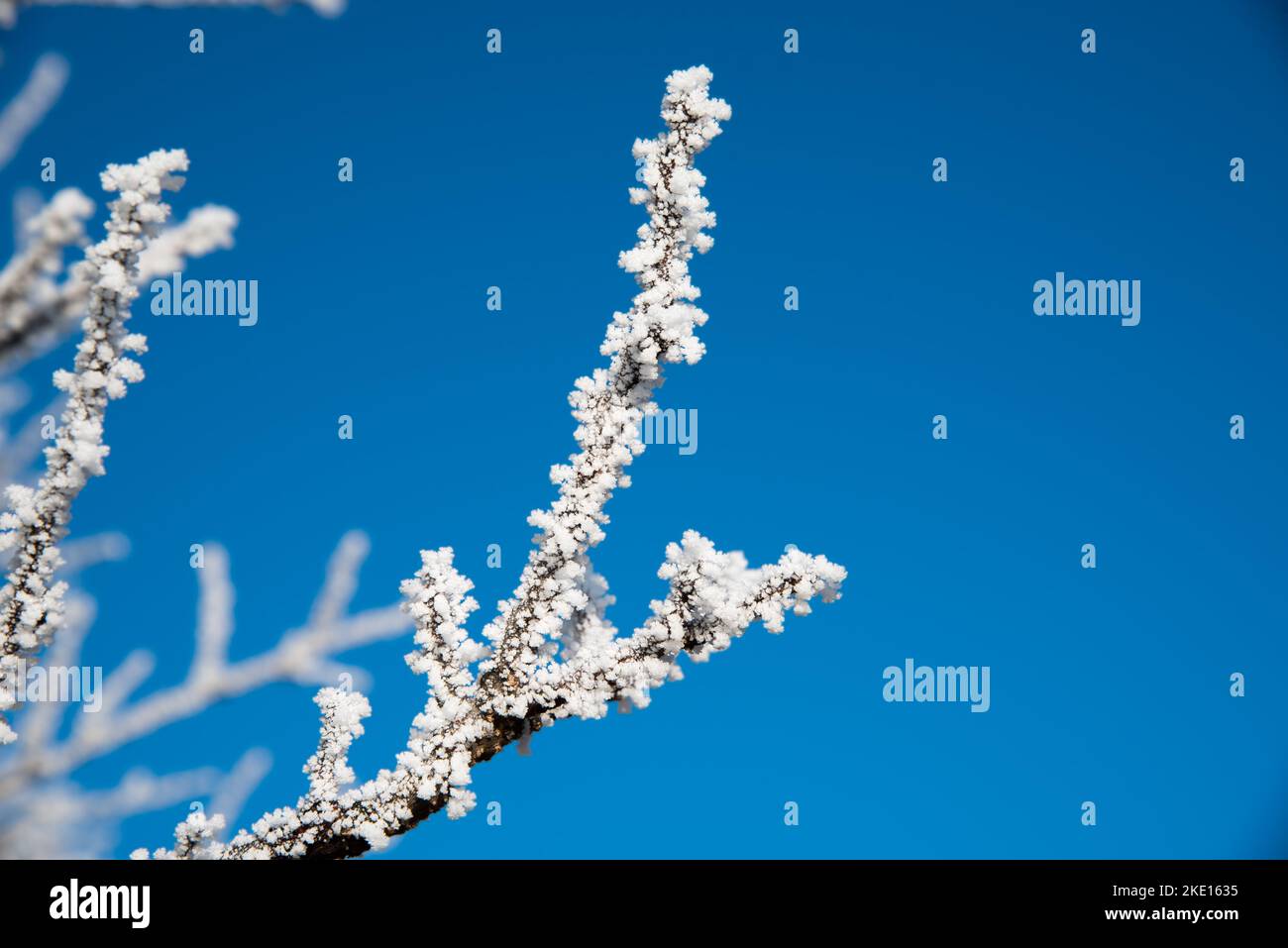 Brindilles surgelées d'un cerisier. Photo prise dans la région de Rosalia, au Burgenland, en Autriche. Banque D'Images