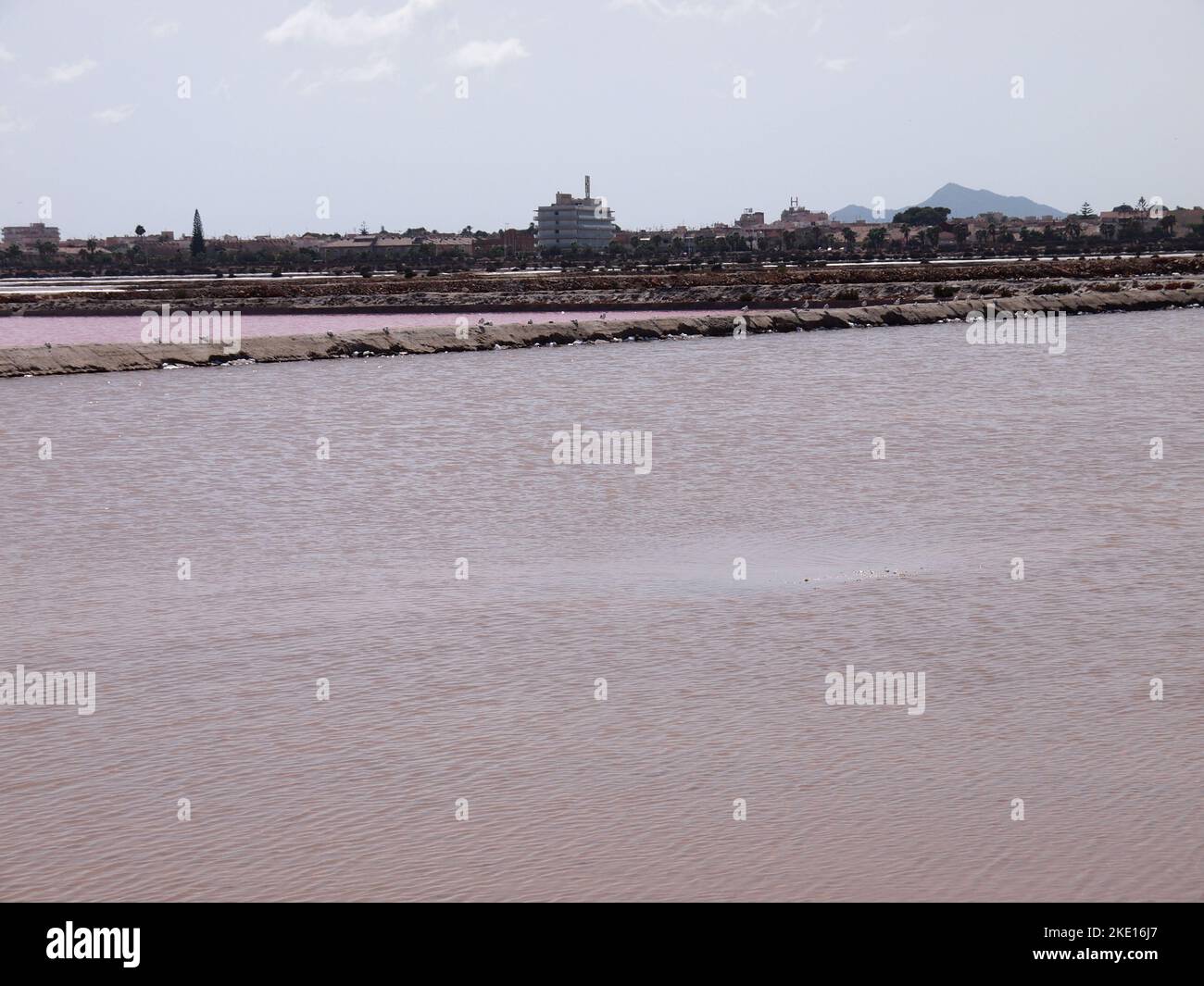 Réserve régionale de las Salinas y Arenales de San Pedro del Pinatar (région de Murcie, Royaume d'Espagne) Banque D'Images