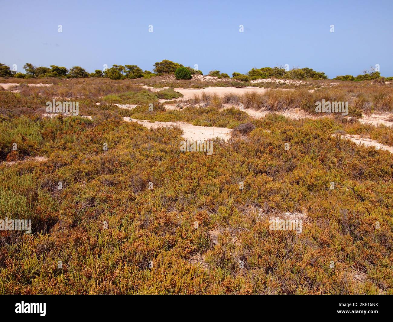 Réserve régionale de las Salinas y Arenales de San Pedro del Pinatar (région de Murcie, Royaume d'Espagne) Banque D'Images