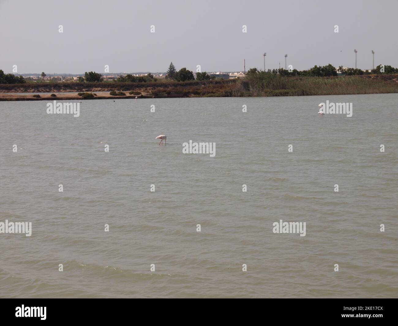 Réserve régionale de las Salinas y Arenales de San Pedro del Pinatar (région de Murcie, Royaume d'Espagne) Banque D'Images