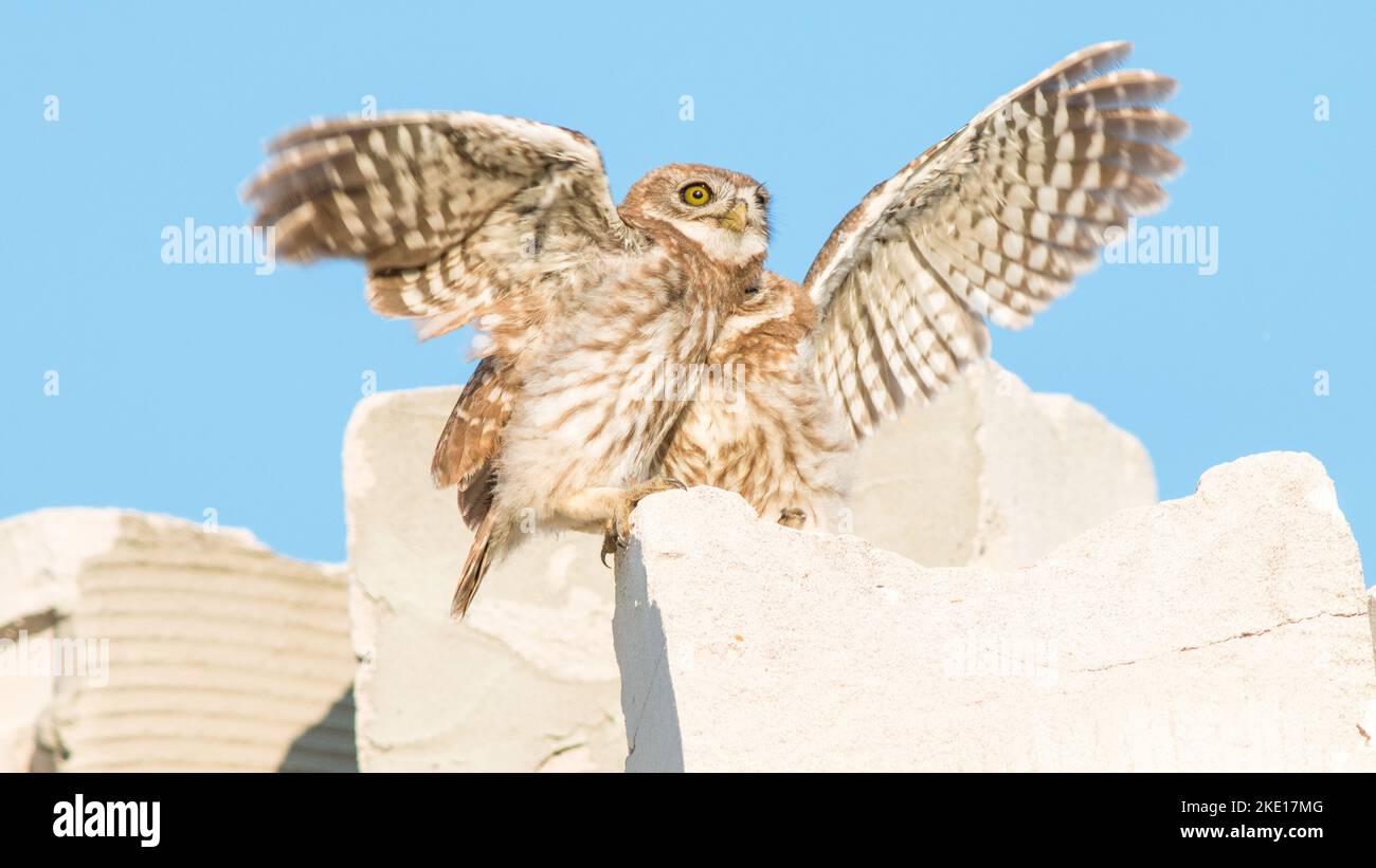 La chouette d'Athéna ou la chouette de Minerva assise sur une pierre avec des ailes ouvertes Banque D'Images