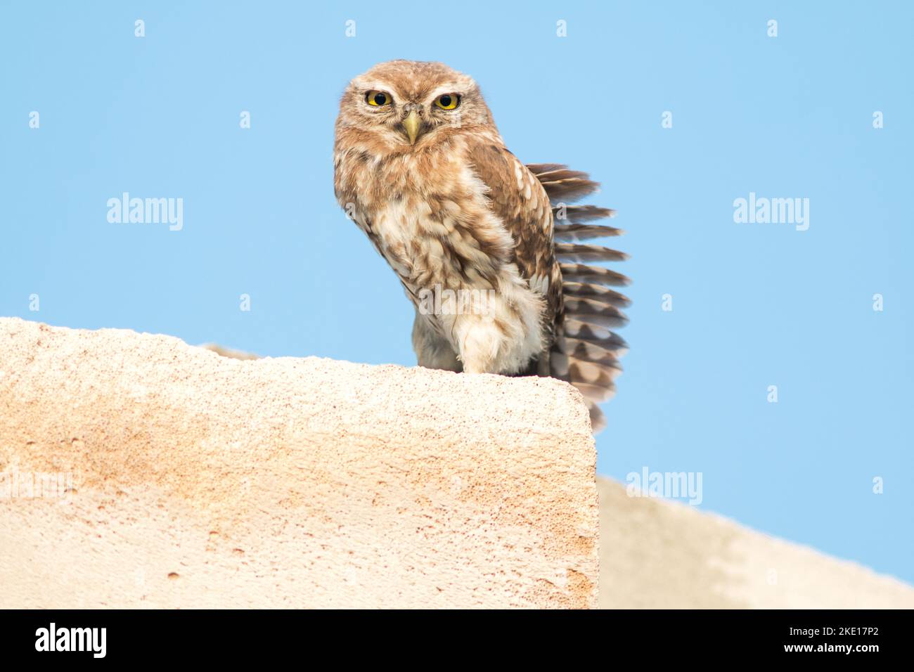 La chouette d'Athéna ou la chouette de Minerva assise sur une pierre avec un ciel bleu en arrière-plan Banque D'Images