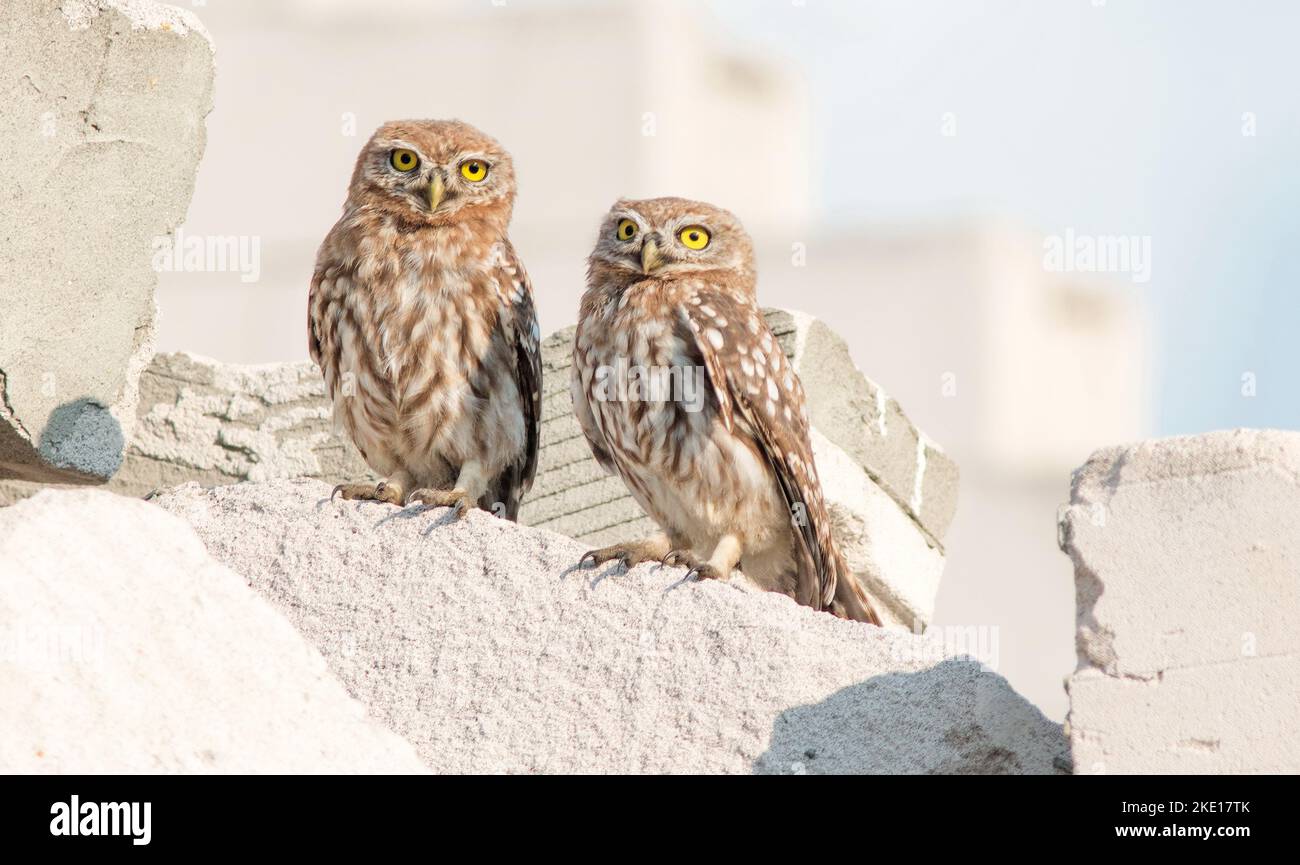 Deux têtes d'Athéna ou des têtes de Minerva assises sur des pierres blanches Banque D'Images
