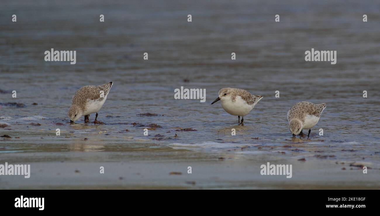 Trois Sanderling (Calidris alba) passage à gué , nourrissant et songeant leurs becs dans le sable dans la zone intertidale prenant de la nourriture .Connemara. Banque D'Images