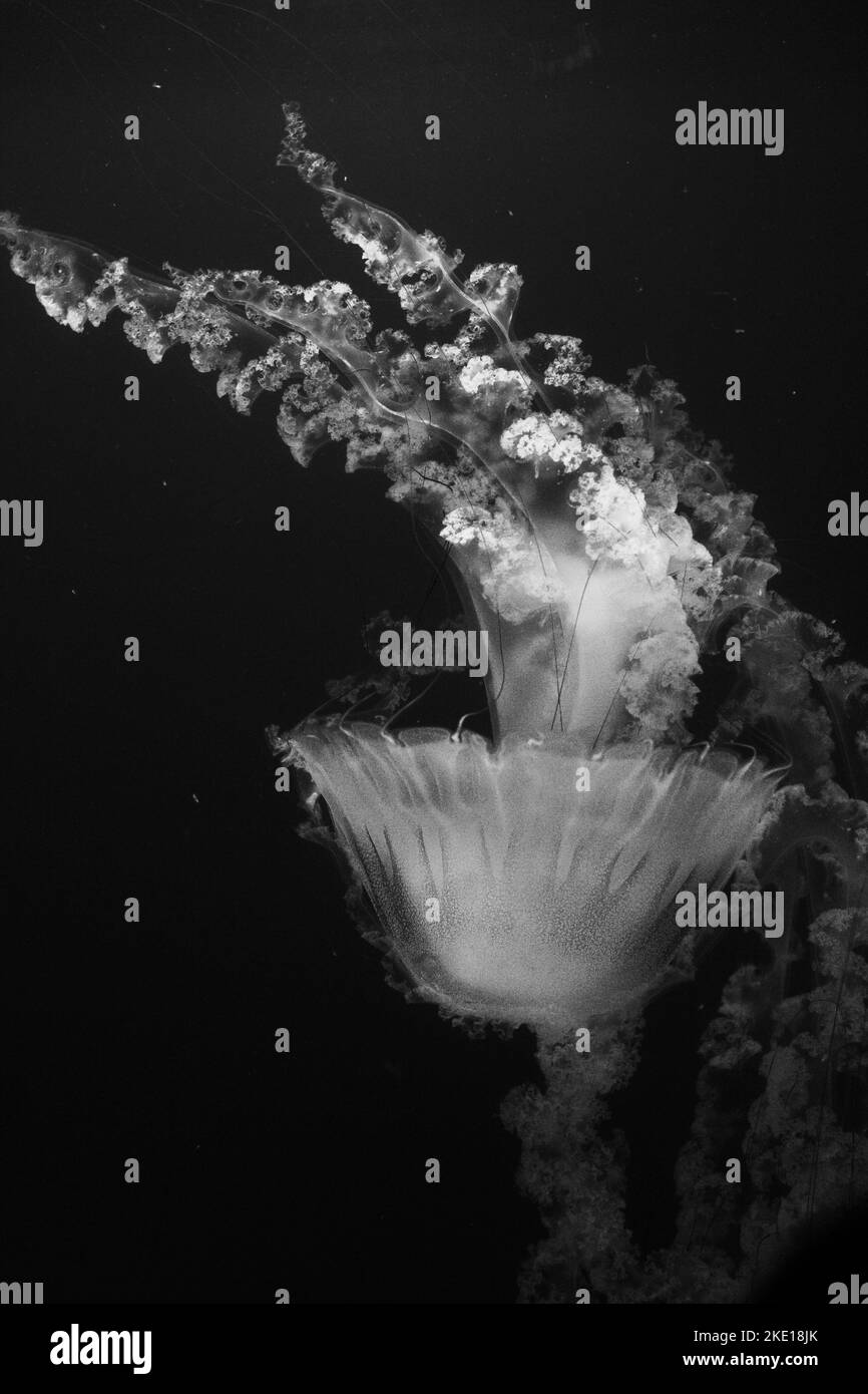 Méduses blanches danser dans l'eau bleu foncé de l'océan. Banque D'Images