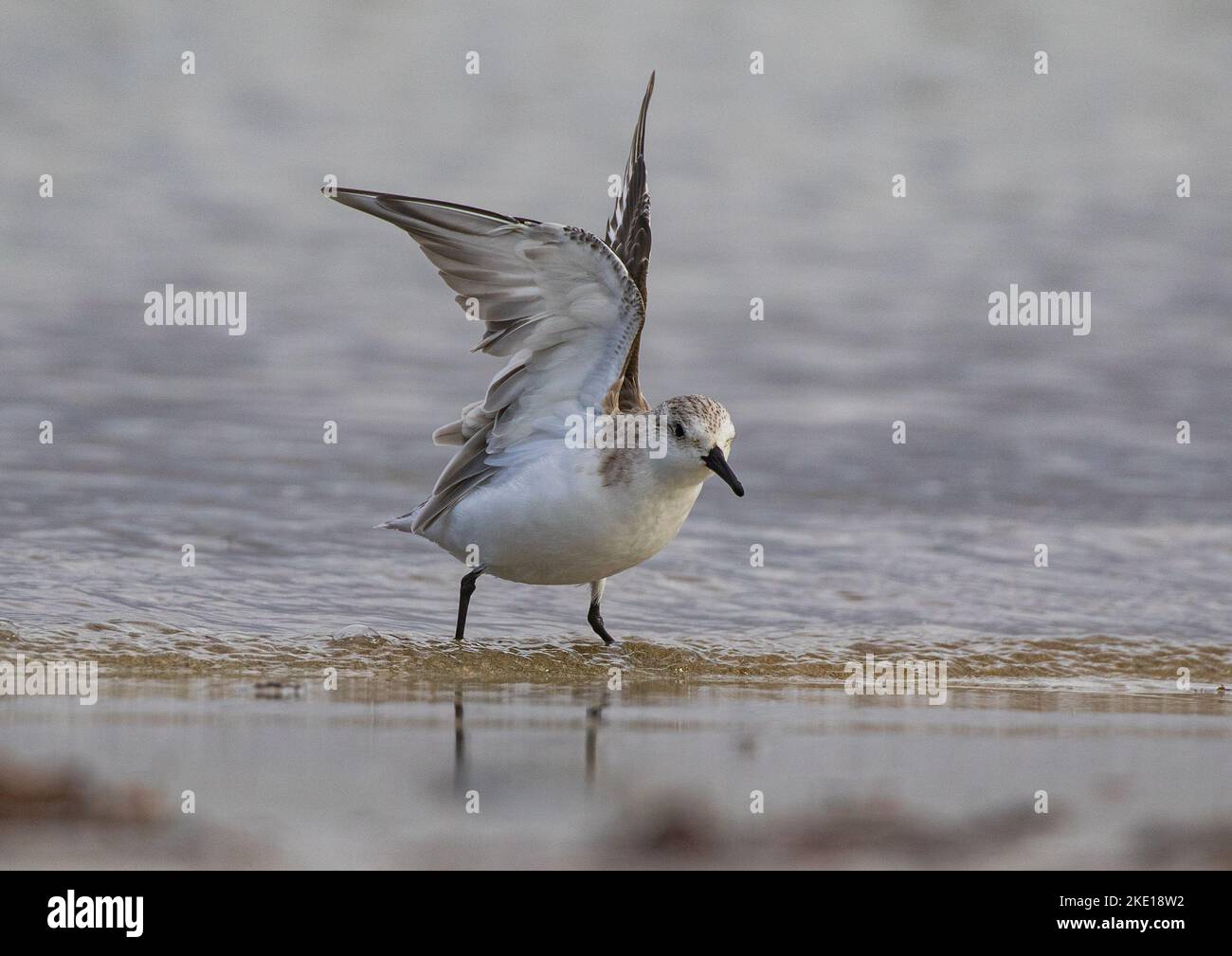 Un Sanderling (Calidris alba) s'étirant ses ailes vers le haut , courant le long de l'estran dans les vagues attrapant la nourriture . Banque D'Images