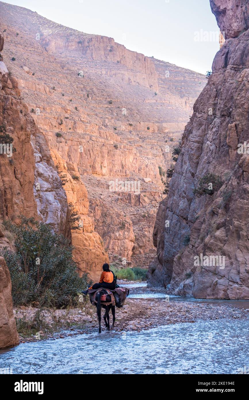 Un berbère à cheval dans la gorge de la rivière m'Goun, montagnes de l'Atlas, Maroc Banque D'Images