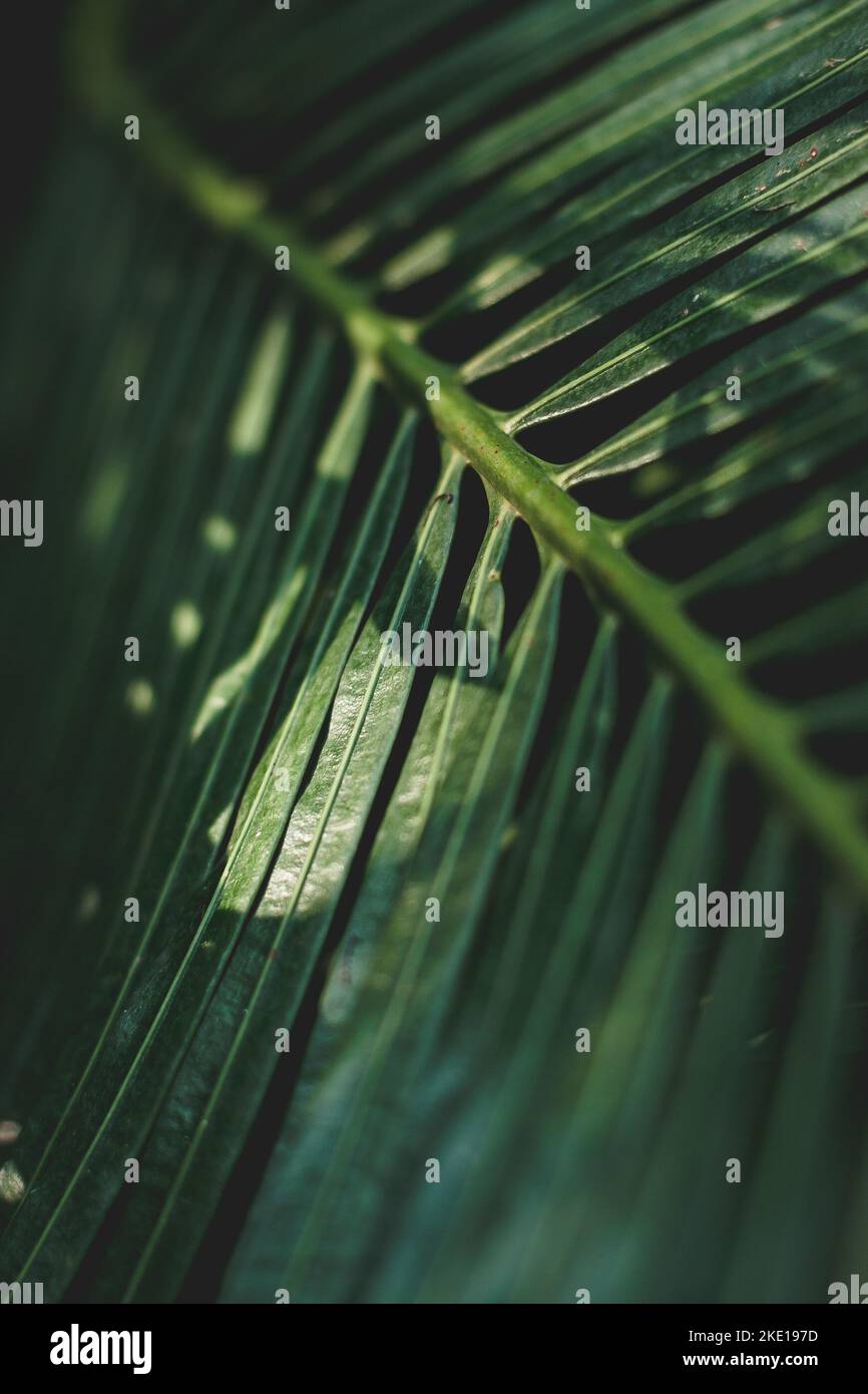 Photo macro d'une feuille verte avec le soleil qui brille dessus. Banque D'Images