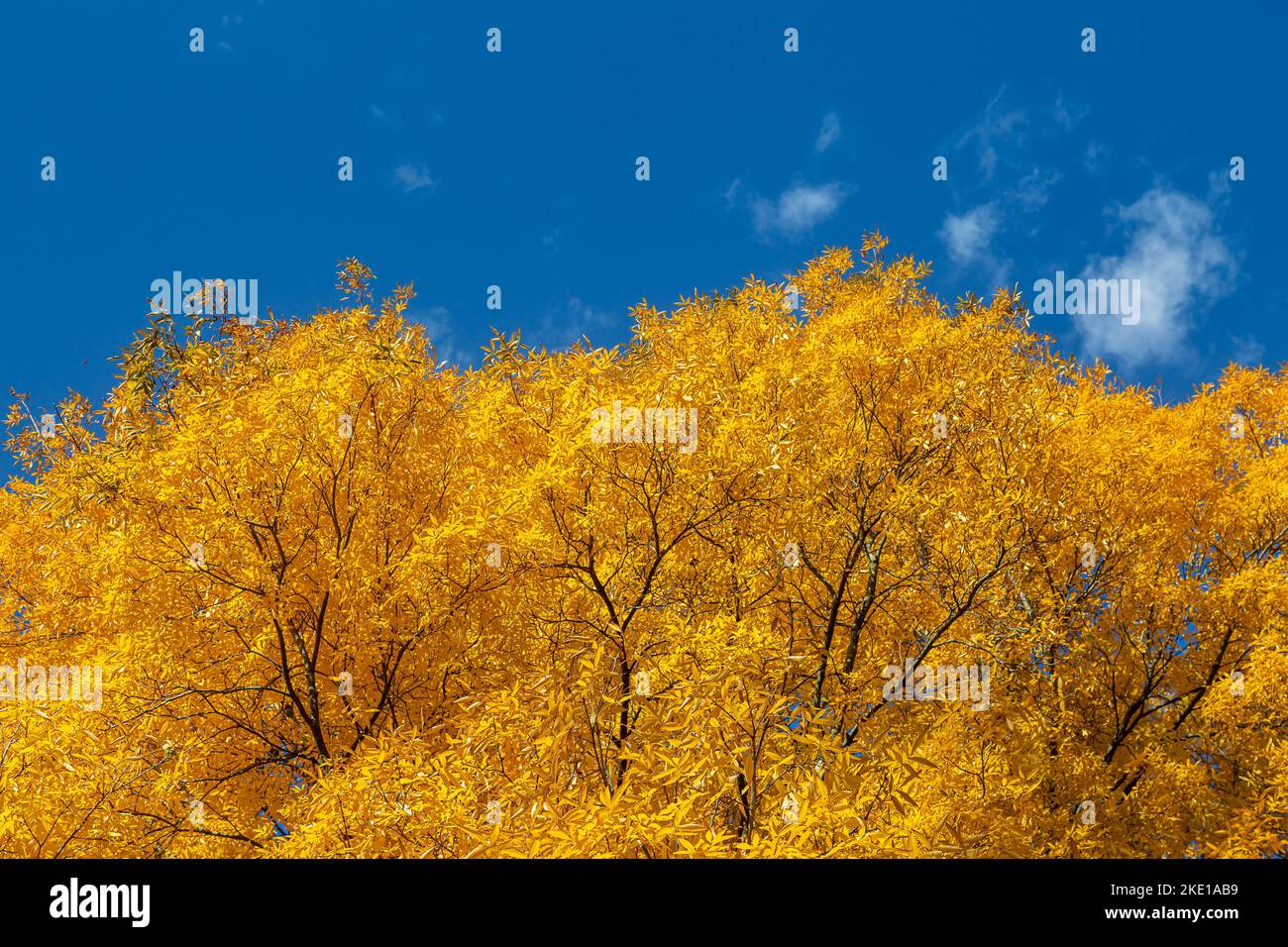 Feuilles jaunes vibrantes de l'arbre de noyer cendré en automne Banque D'Images