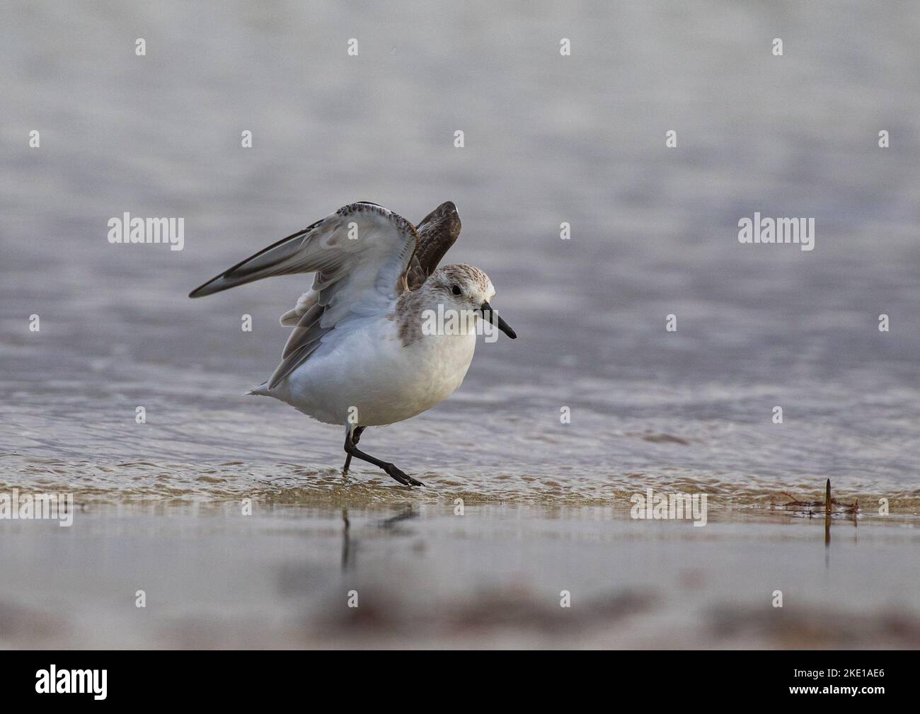 Un Sanderling (Calidris alba) se hante , en courant le long de l'estran dans les vagues qui attrapent la nourriture . Banque D'Images