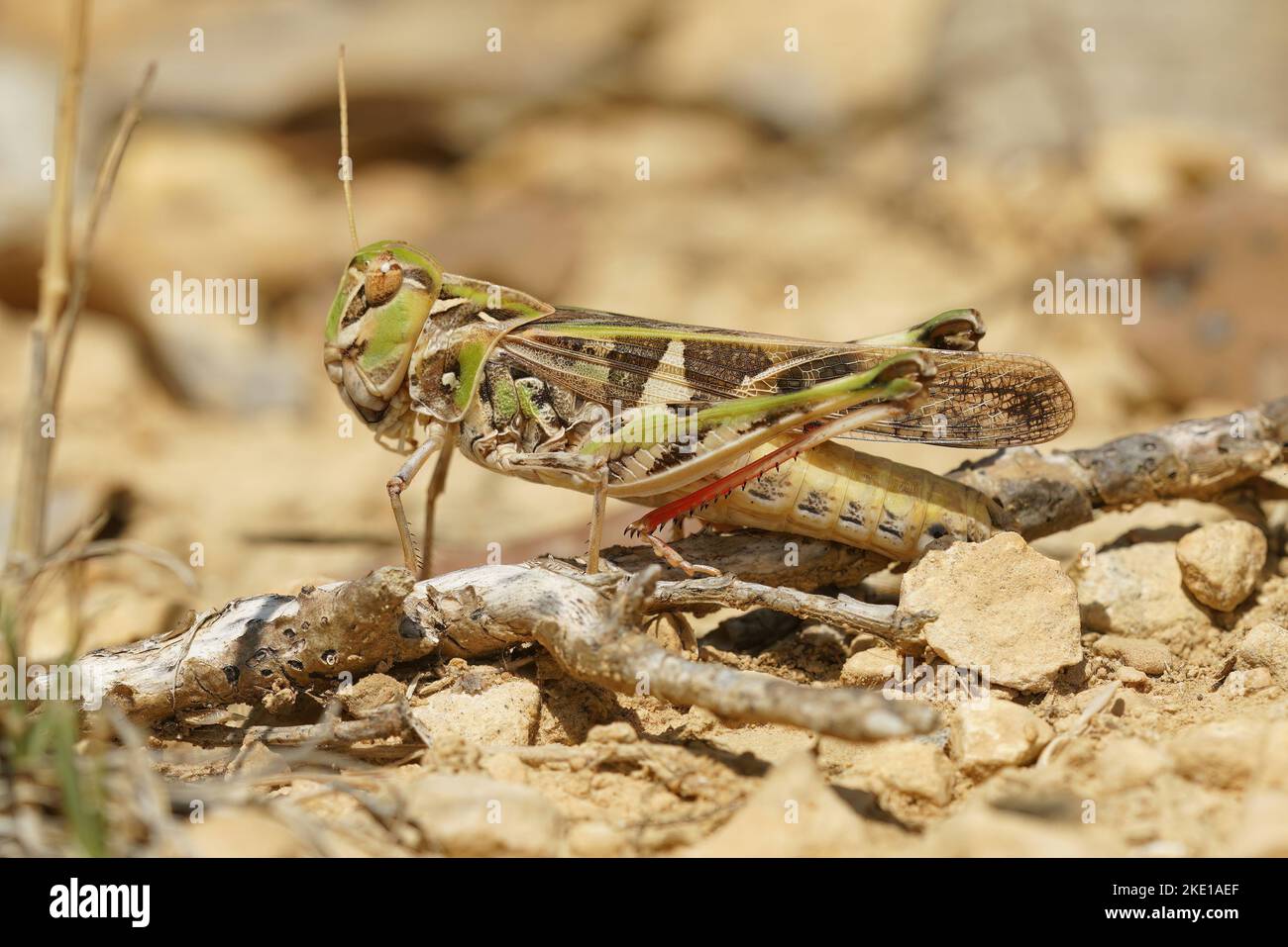 Gros plan détaillé d'une sauterelle française colorée et grande, Oedaleus decorus avec des jambes roses Banque D'Images