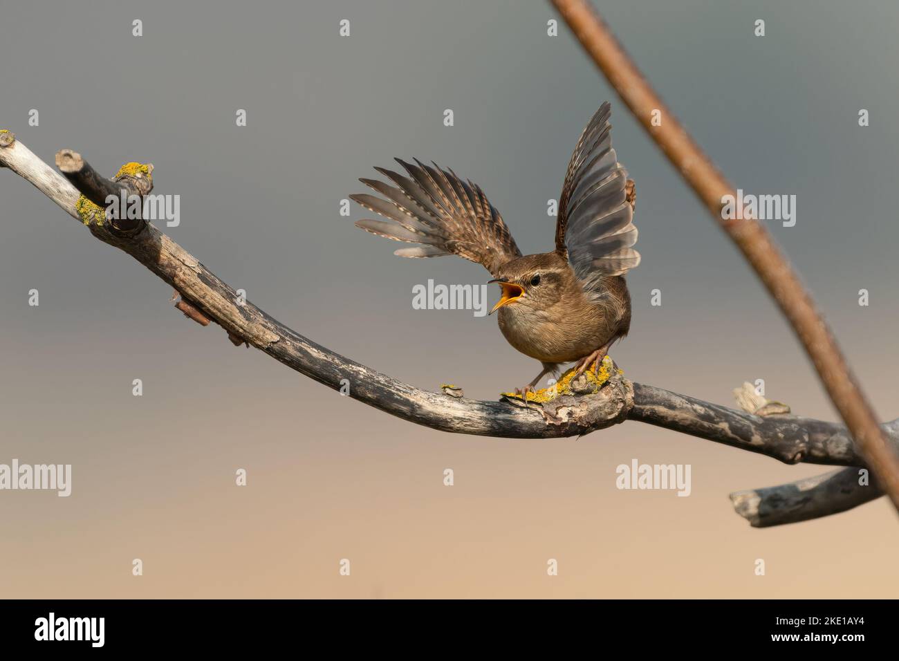 Territoire de wren au printemps, Suffolk, Royaume-Uni Banque D'Images