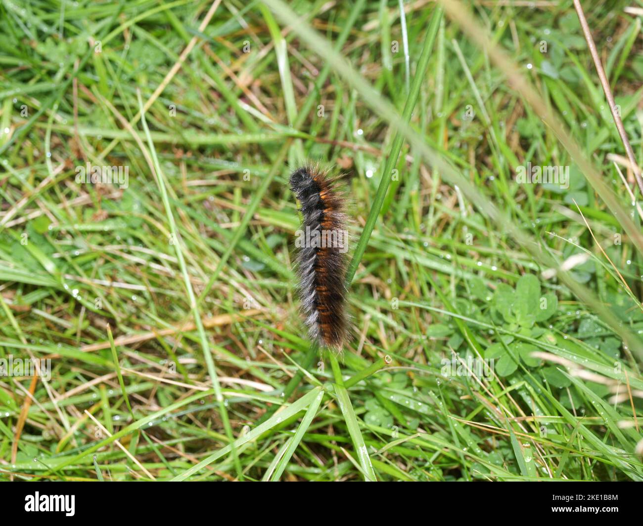 Fox Moth chenille sur une tige d'herbe Banque D'Images