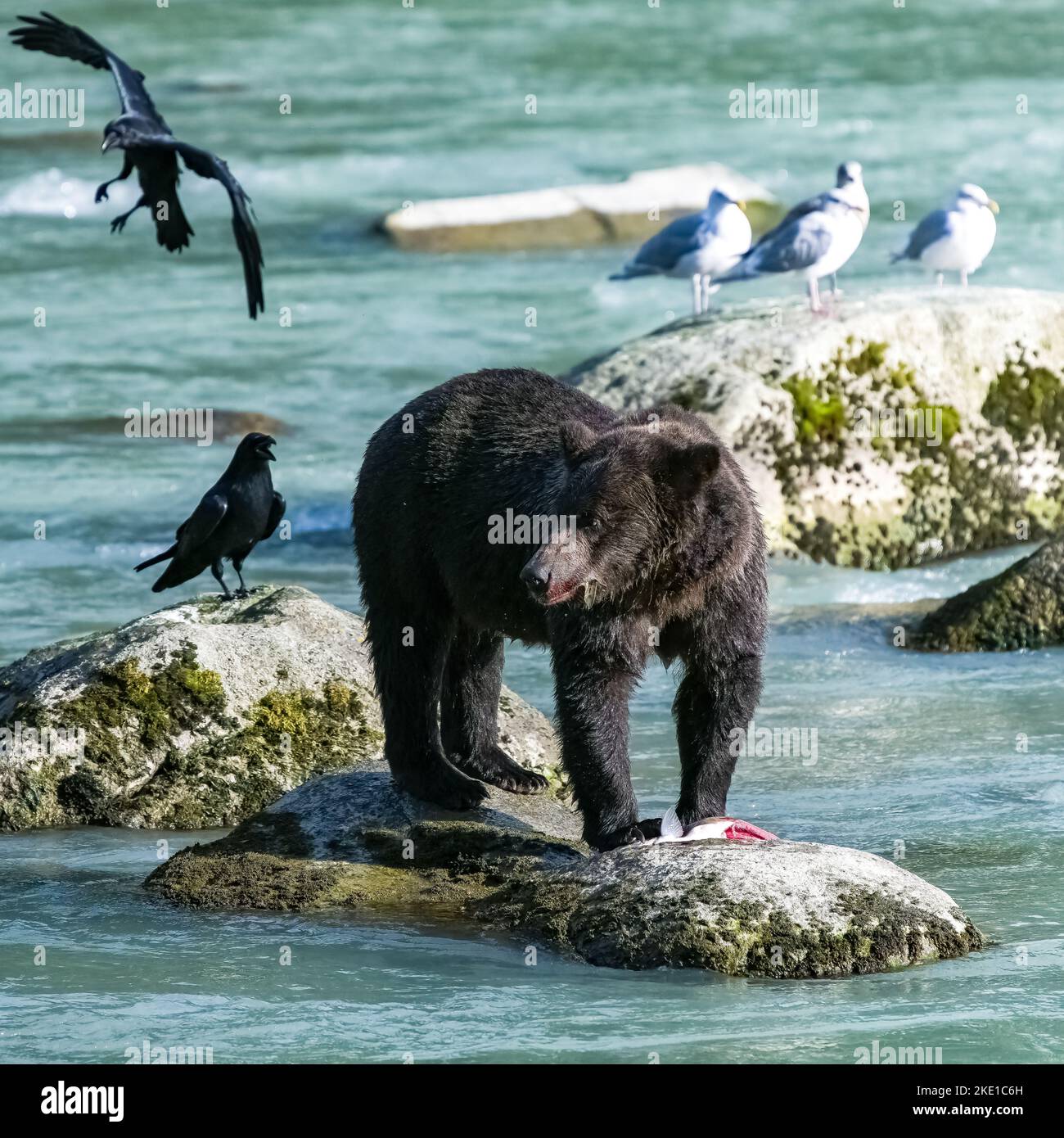 Un grizzli mangeant du saumon dans la rivière en Alaska avant l'hiver Banque D'Images