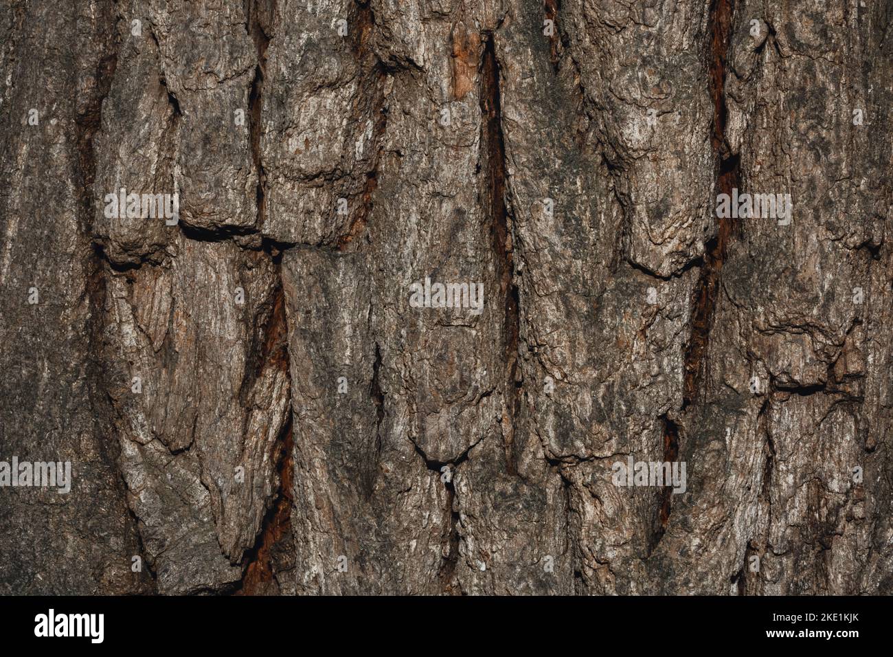 Texture d'arrière-plan en bois. Écorce d'arbre de près avec des fissures de l'âge. Copier l'espace pour le texte. Banque D'Images