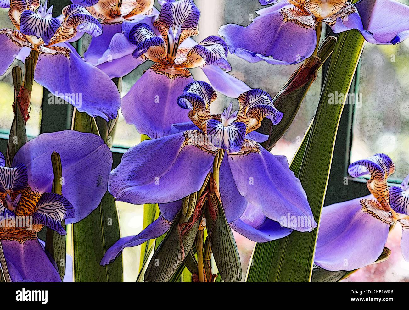 Iris Germanica fleurit sur un fond neutre Banque D'Images