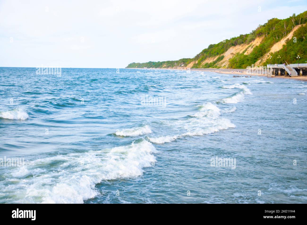 Côte de mer Baltique. Forêt de pins sur la plage en été. Nature sauvage. Nature sauvage. Banque D'Images