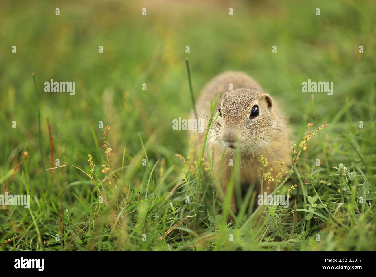 Écureuil européen debout dans l'herbe. Spermophilus citellus scène sauvage de la nature. Écureuil attentif sur la prairie Banque D'Images
