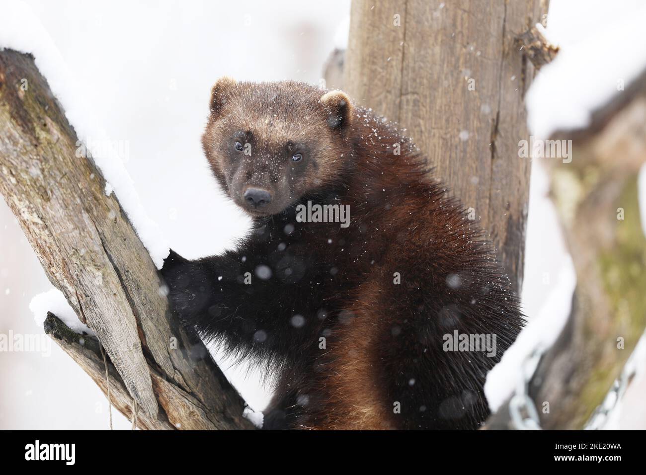Wolverine en hiver. Wolverine en Finlande tajga. Scène de la faune sur la neige. Gulo gulo Banque D'Images