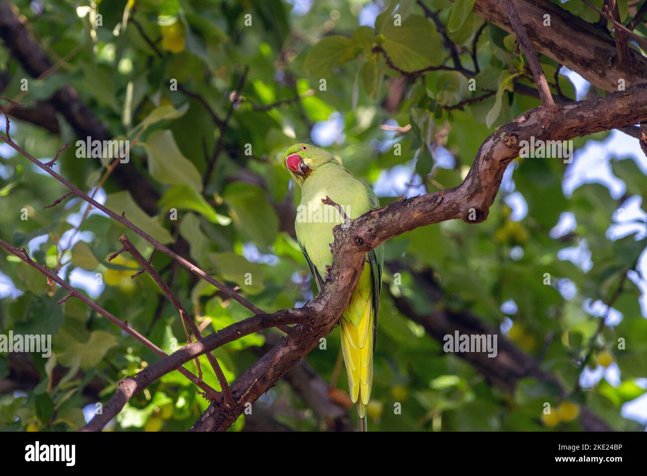 Le perroquet vert (Psittacara holochlorus) est assis sur la branche de l'arbre à Rome Banque D'Images