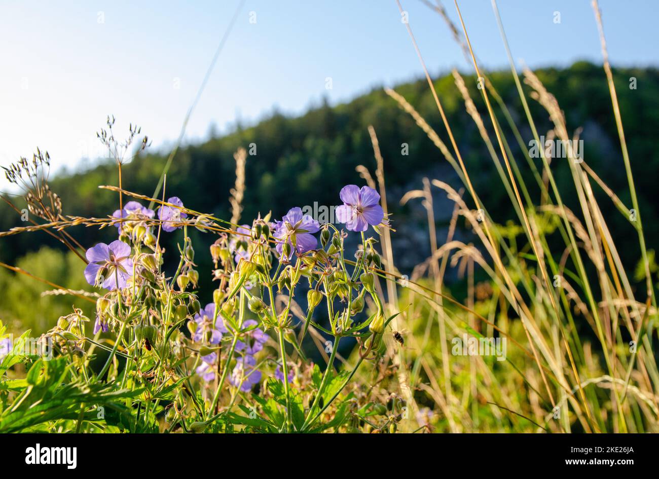 Détail d'une grue Meadow dans la nature. Prise de vue par le dessous par une journée ensoleillée. Merveilleux ce que vous pouvez trouver sur une promenade quotidienne. Banque D'Images