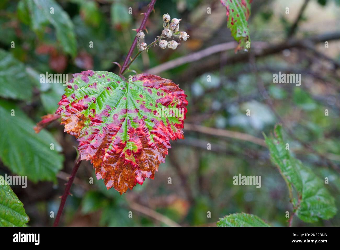 Au tournant de l'année, lorsque l'automne arrive, de nombreux arbres et buissons montrent leur côté particulièrement beau. Banque D'Images