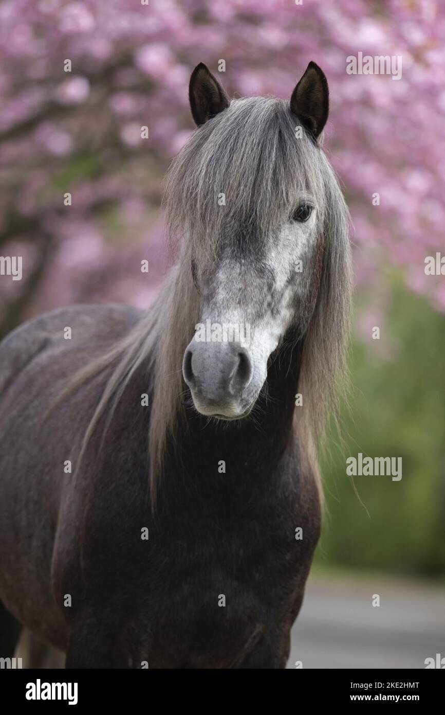 Portrait de Berber Horse Banque D'Images