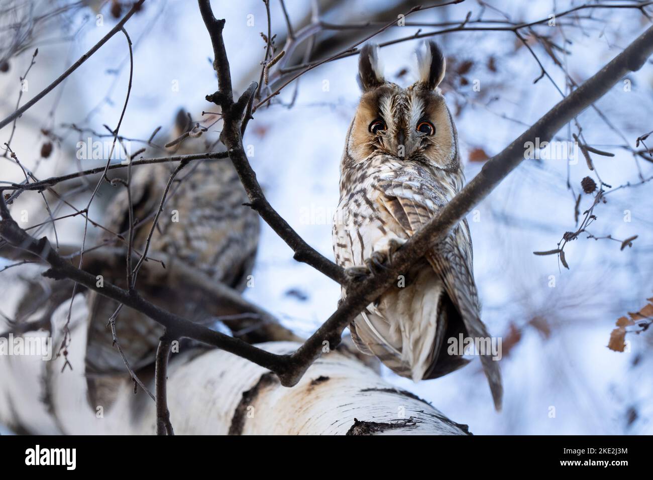 Le hibou moyen-duc Banque D'Images